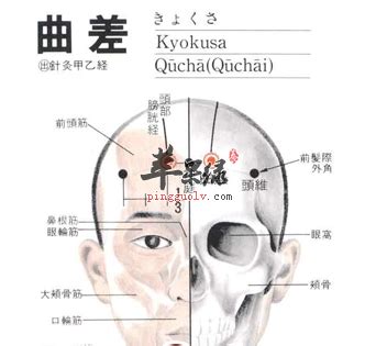 曲差穴位置|曲差穴位位置图